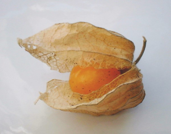 /dateien/mt33891,1242043108,Physalis