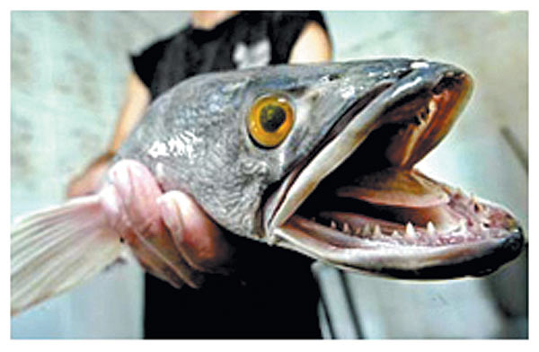 /dateien/mt33891,1242853584,626.x600.ft.snakehead