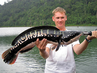 /dateien/mt33891,1242854078,giant snakehead 5