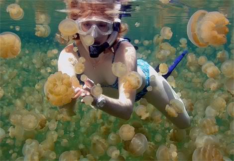 /dateien/mt33891,1253769870,south-pacific jellyfish-lake