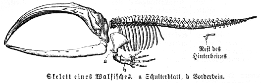 /dateien/mt36364,1179410237,Skelett vom Wal MK1888