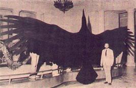 /dateien/mt38535,1186695590,Gigant Vogel aus Argentinien