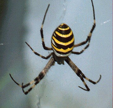 /dateien/mt39011,1225830775,argiope3