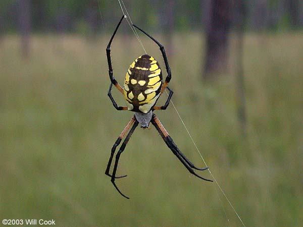 /dateien/mt39011,1225830775,argiope6252a