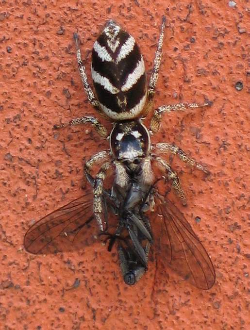 /dateien/mt39011,1226751663,Salticus scenicus with a fly V