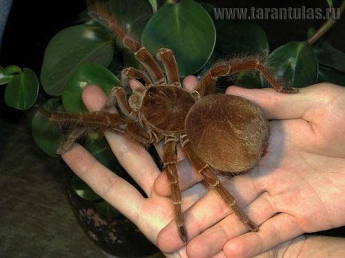 /dateien/mt39011,1226752175,Theraphosa blondi 2 foto