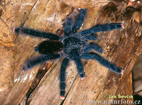 /dateien/mt39011,1226773258,avicularia-metallica--avicularia-metallica