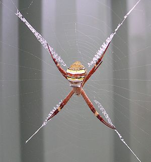 /dateien/mt39011,1226774264,300px-St Andrews Cross spider