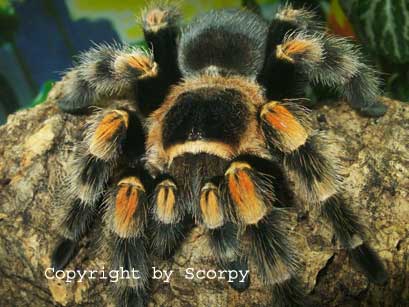 /dateien/mt39011,1226997788,Smithi-2