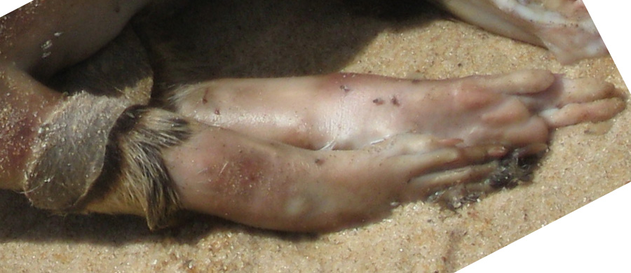 /dateien/mt45889,1217866573,montauk monster HIRES 3