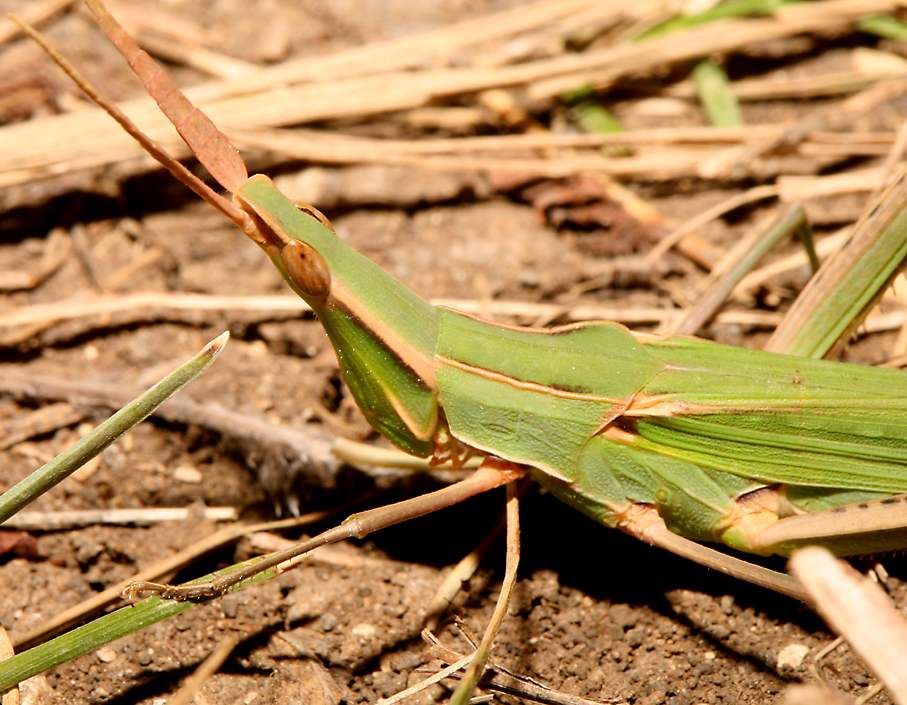 /dateien/mt47424,1232348891,RussianConeheadGrasshopper