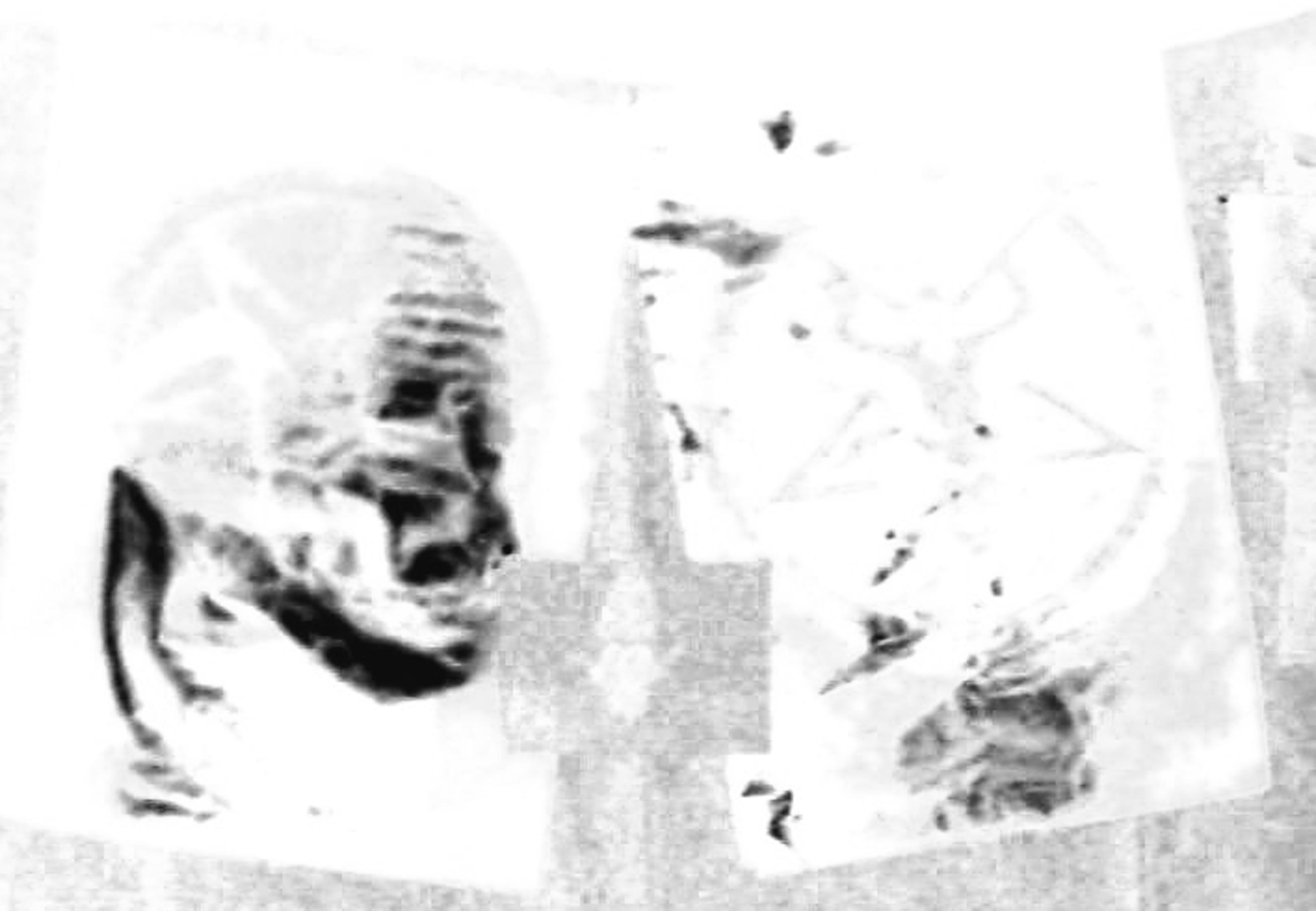 Totenschädel auf Bild mt47438,1225585602,show-image org-08110200212173
