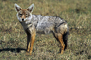 /dateien/mt49370,1243939358,300px-Golden Jackal sa02