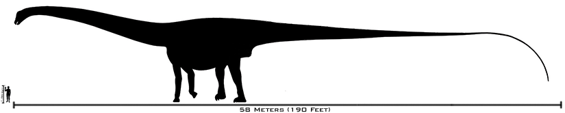 /dateien/mt56393,1252577973,Human-amphicoelias size comparison