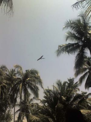 /dateien/mt60452,1266059485,normal THUNDERBIRD IN KERALA