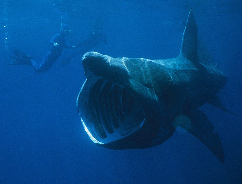 /dateien/mt60452,1266762837,790px-Basking Shark