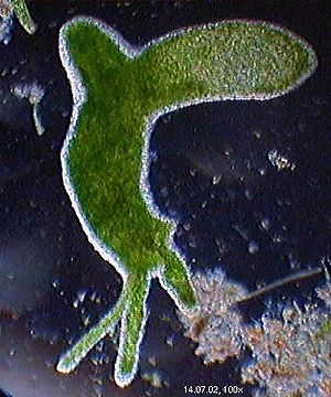 /dateien/mt61603,1270035330,300px-Hydra viridis