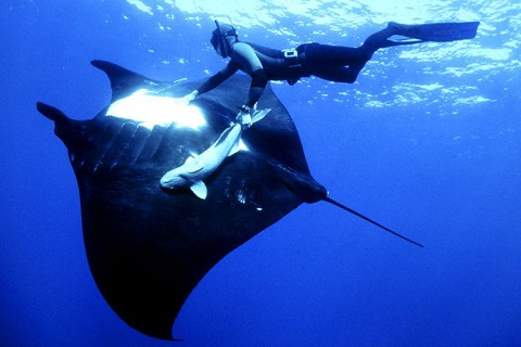 /dateien/mt62727,1273939525,mantarochen2 DW Wi 1009117g