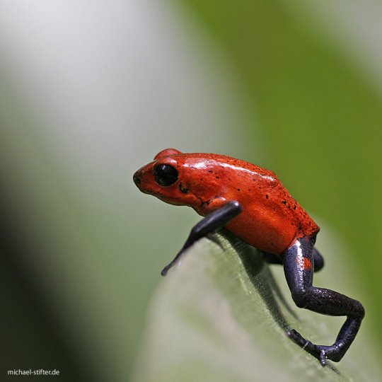 /dateien/mt63702,1277812255,Pfeilgiftfrosch-Dendrobates-pumilio