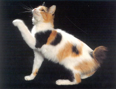 /dateien/mt67169,1288112627,japanese-bobtail