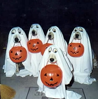 /dateien/np67309,1288528176,halloween-funny-pics