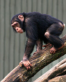 /dateien/nw65559,1284374158,225px-Chimpanse