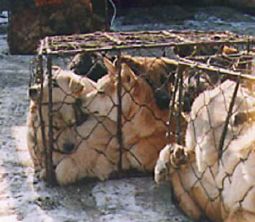 /dateien/pr19994,1134388265,dog-meat-14