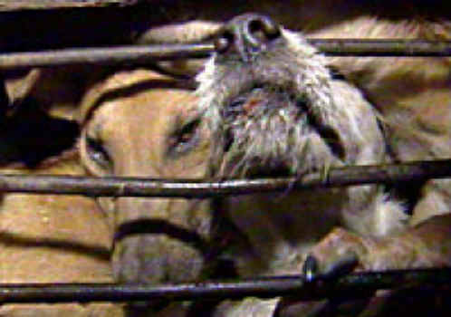 /dateien/pr19994,1134388265,dog-meat-27