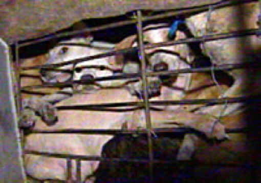 /dateien/pr19994,1134388265,dog-meat-28