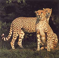 /dateien/pr27812,1152621940,gepard01