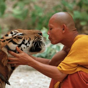 /dateien/pr41907,1237739753,TigerMonk