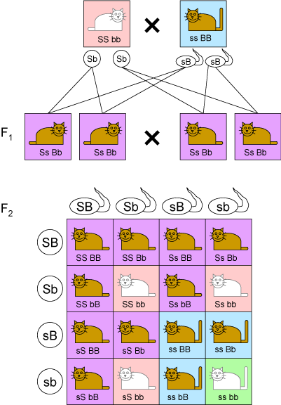 /dateien/pr63242,1276104516,pr632421276026774Dihybrid cross