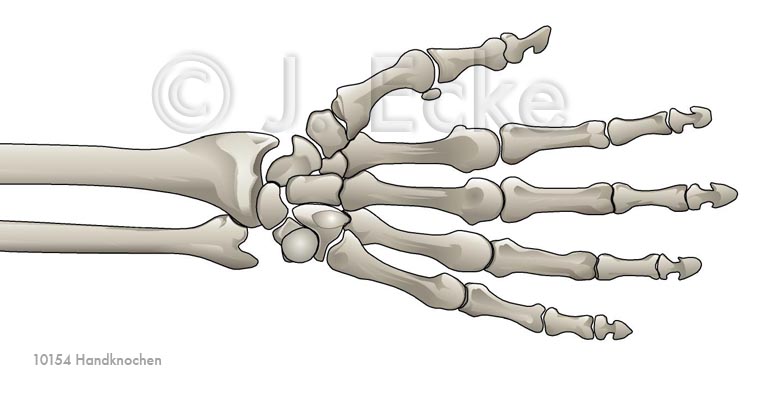 /dateien/rs33805,1271500457,Handknochen