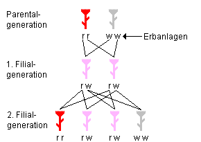 /dateien/rs3448,1243883025,evolution2