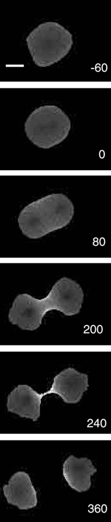 /dateien/rs3448,1263688143,Cytokinesis series of 6