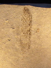 /dateien/rs3448,1270192456,180px-Archaeopteryx 28Feather29