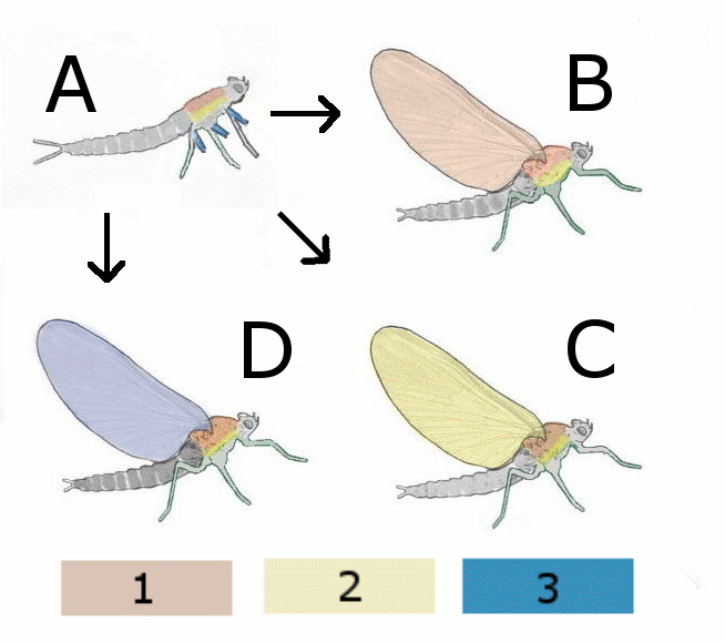 /dateien/rs3448,1275240867,Evolution of wing of insect-V2