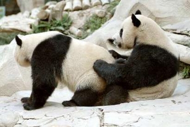 /dateien/rs3448,1292523238,panda-sex
