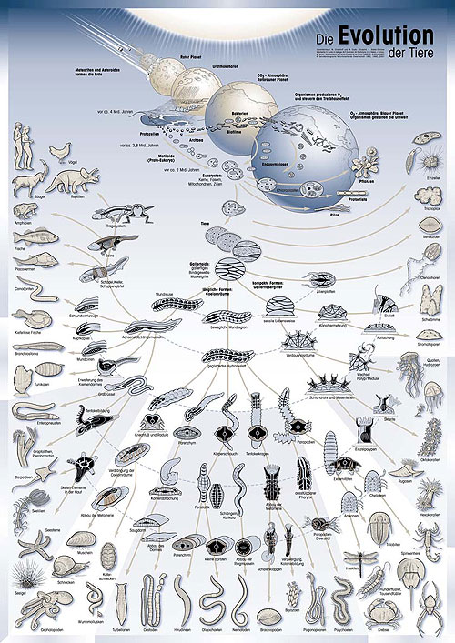 /dateien/rs3448,1294857769,QDHnCl 29179 Poster Evolution 3Auf 500