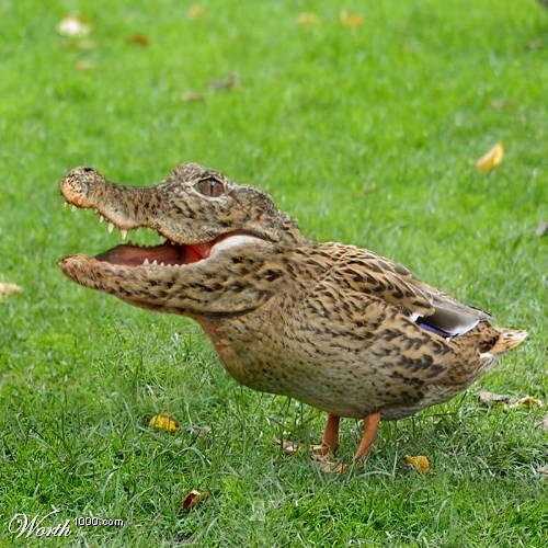 /dateien/rs40561,1267458771,Crocoduck