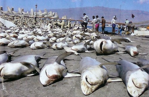/dateien/tp13019,1291128363,shark-finning