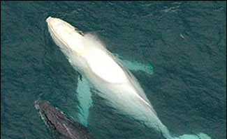 /dateien/tp33891,1296030827,migaloo