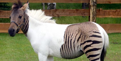 /dateien/tp58520,1293441990,tiere-vorn-und-hinten-zebra-in-der-mitte-pferd-ein-zorse-foto-dpa-