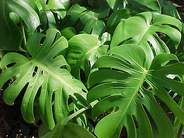 /dateien/tp64038,1279040351,monstera04