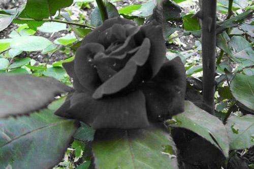 Where can I get black roses? - Quora