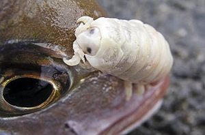 /dateien/tp65133,1283895962,300px-Cymothoa exigua