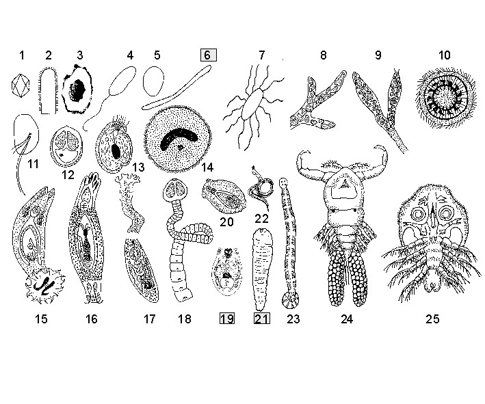 /dateien/tp65133,1283896218,Fischparasiten