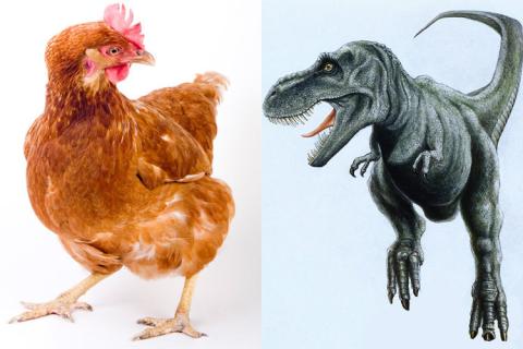 /dateien/tp65222,1282552956,t rex huhn DW Wisse 554305g