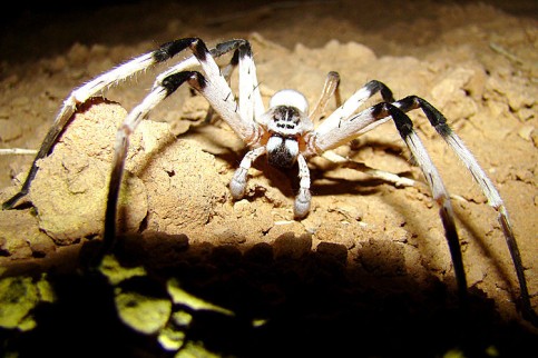 /dateien/tp65547,1283540410,riesenspinne2 DW Wi 992394p