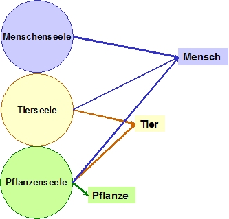 /dateien/tp6582,1289423577,Aristoteles-Seele